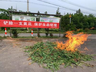 清除“加拿大一枝黄花” 双溪桥镇在行动