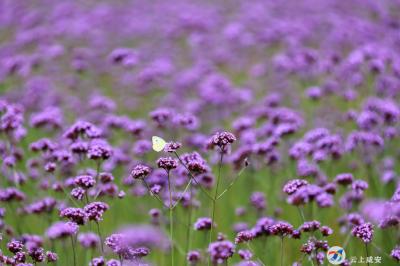 【大美咸安】大洲湖湿地盛放紫色花海