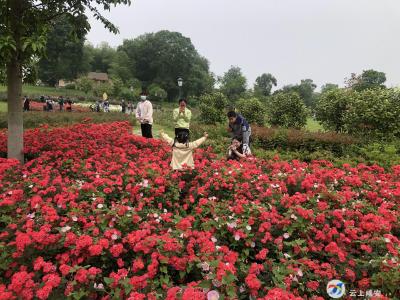 蜜月湾玫瑰花海文化旅游节，吸引众多市民打卡游玩