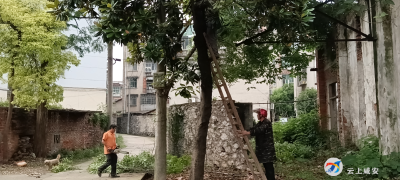 西河社区：树枝缠上高压线 社区紧急排险  