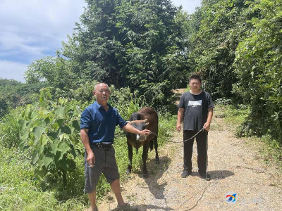 齐心协力助“迷路”黄牛回家