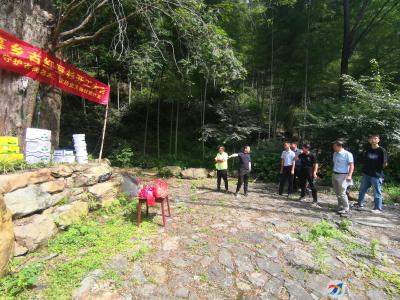 大幕乡：加强古树名木保护 弘扬生态文明意识