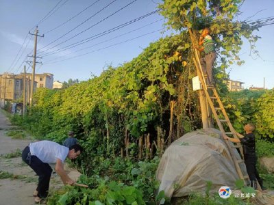 环城社区：树枝缠电线 社区来“松绑” 