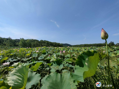 莲花盛开，扮靓乡村振兴路