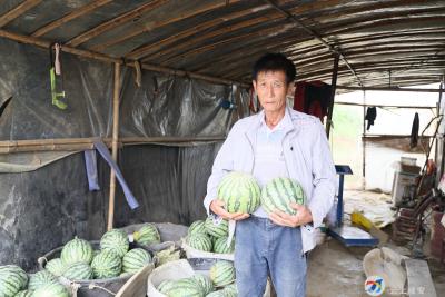 甜了舌尖，富了农户！西瓜畅销美滋滋
