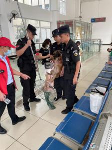 火车站流浪狗扰民心 巡特警迅速除隐患