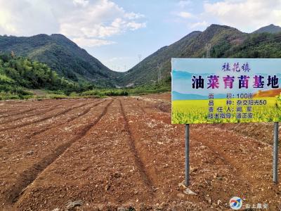 种满53万亩！咸安抗旱秋播战犹酣