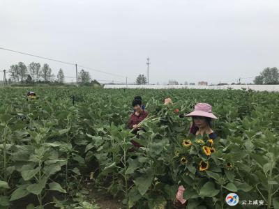 （长江云）三桥村：向日葵开出秋日浪漫经济