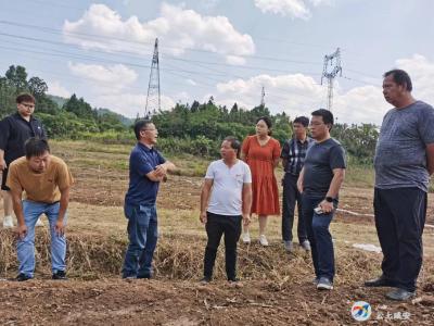 桂花镇：油菜种植季 育苗正当时