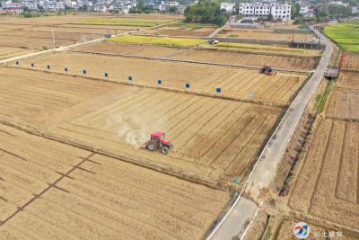 组图| 马桥镇：农忙好个秋