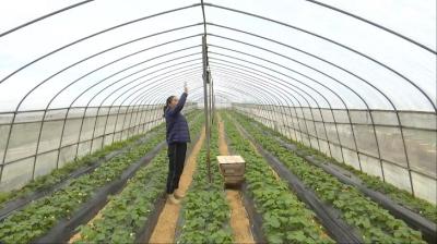 寒潮来袭！种植大户多举措防寒防冻