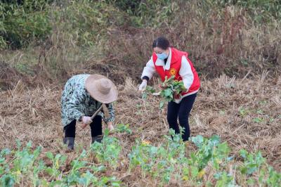 湖北咸安：油菜田里来了“志愿红”