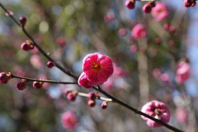 湖北咸宁咸安区：梅花初绽俏枝头 簇簇花香迎春来