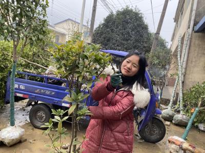 咸安：苗木俏 村民笑