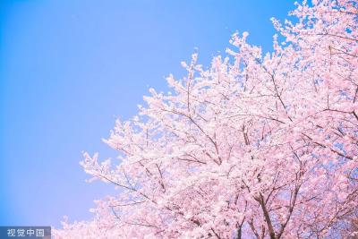 大幕樱花节采风习作