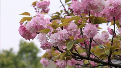 晚樱绽放，长安大道花团锦簇尽显春意盎然