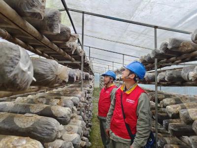 湖北咸安：电力赋能乡村振兴，小香菇撑起“致富伞”