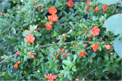 咸安：初夏时节，石榴花绽放街头