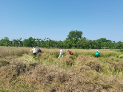 咸安贺胜桥镇：3万亩油菜“开镰收割”