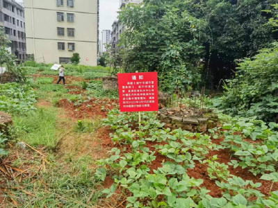 泉塘社区：整治毁绿种菜 守护社区环境