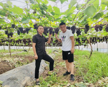 80后新果农： 种水果，我们是认真的