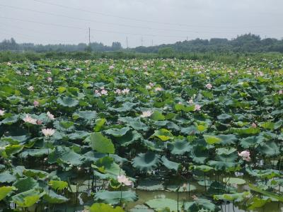 咸宁咸安：莲子丰产难丰收 网红上门帮吆喝