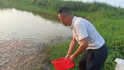 咸宁咸安：发展锦鲤产业 推进乡村振兴