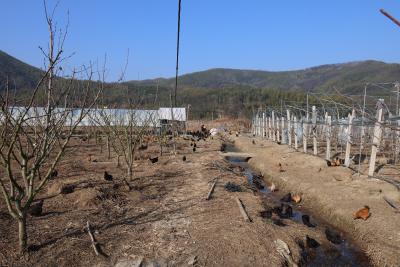 鸡蛋、土鸡大量滞销 咸安养殖户急盼销路