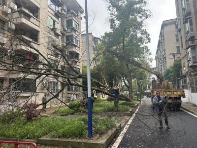 凤凰社区：清理危树枯枝，“剪”除安全隐患