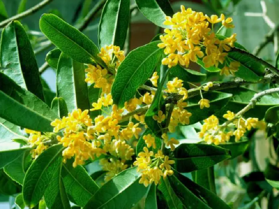 《咸安桂花仙子颂》