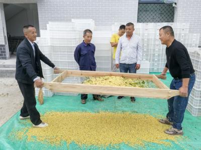 咸安桂花镇开启全民“采香”模式
