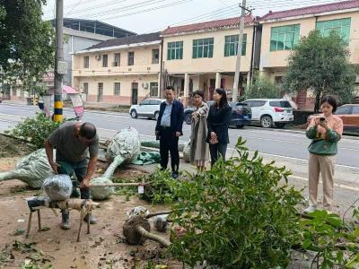 咸安桂花镇：桂花飘香采摘忙