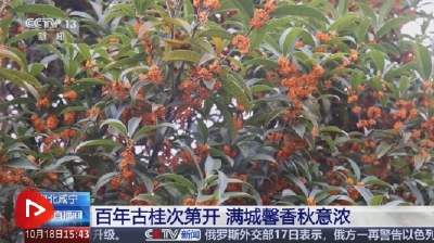 [新闻直播间]湖北咸宁 百年古桂次第开 满城馨香秋意浓