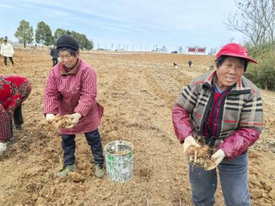 咸安区双溪桥镇：立足“土特产” 蹚出致富路