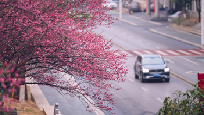 咸安梅花缀春色 生态画卷映城韵