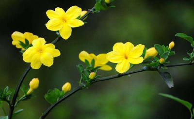 沁园春.迎春花（外二首）