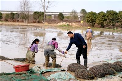 咸安向阳湖镇宝塔村黑土地变“金”土地，荸荠种植助农增收