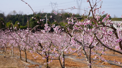 春分时节桃花开，花香四溢迎客来