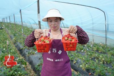咸安马桥镇：草莓甜蜜上市 农旅融合绘就春日“莓”好图景