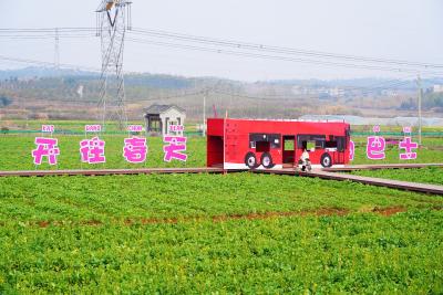 千亩花海焕新迎客！金色花海 马桥“油”约