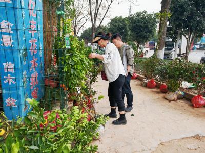 “庭院经济”激活春耕图景 咸安苗木市场销量同比增三成
