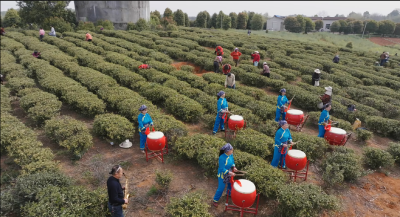 咸安汀泗桥镇：茶园里的春日欢歌