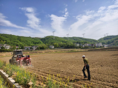 咸安区润田种植专业合作社：农业社会化服务助力“玉米不减产、多收一季豆”