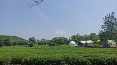 花香茶香溢桂乡