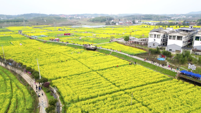 咸安马桥镇：3000亩油菜花海竞相开放 即将迎来最佳观赏期