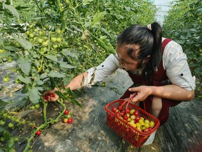 咸安白鹤村：千禧果采摘正当时