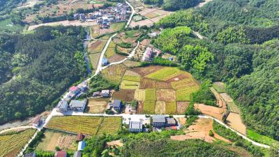 咸安马桥镇：2.8万亩油菜忙收割 机械化助力归仓