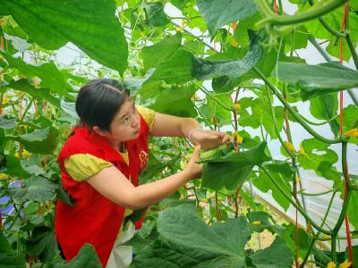 咸安马桥镇高赛村帮助农民抢收黄瓜 ：将黄瓜从田间送至餐桌