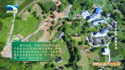 是这个理 | 美国茶痴的鹤峰奇遇