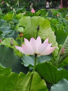 淤泥里升起的光